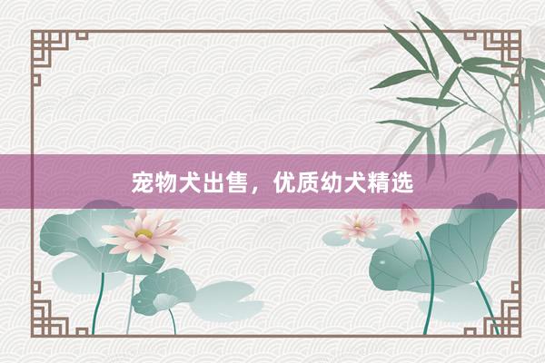 宠物犬出售，优质幼犬精选